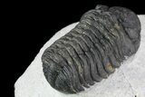 Bargain, Morocops Trilobite - Nice Eye Facets #79844-4